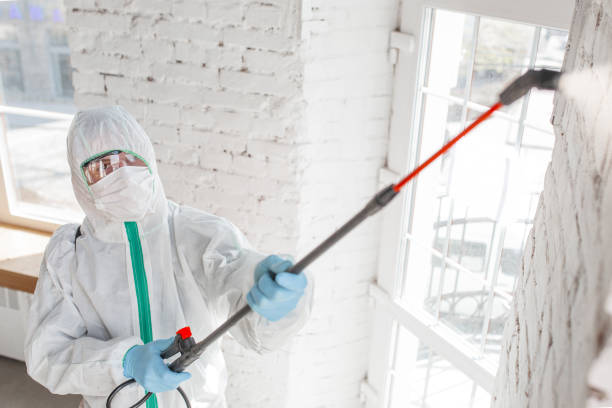 Best Attic Mold Removal  in Kennewick, WA